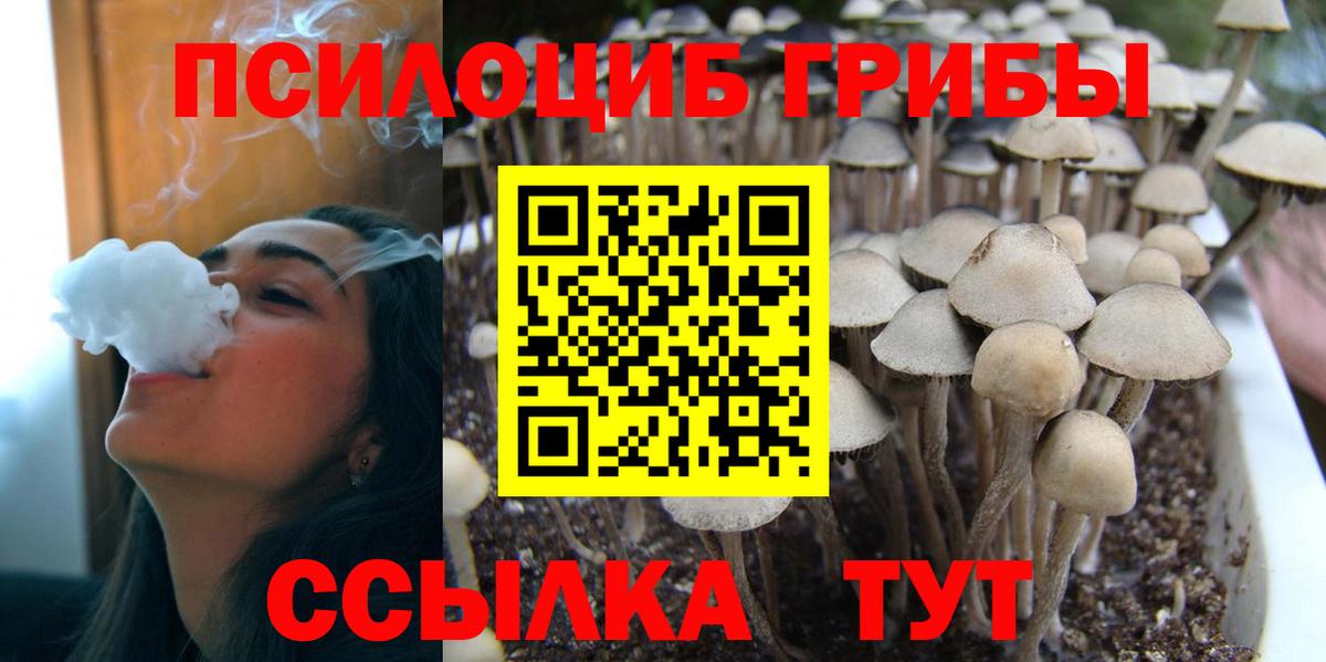 Псилоцибиновые грибы Cubensis Михайловка